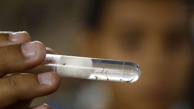 Moskitolarven im Labor: Dass Zika von Moskitos übertragen wird, ist bekannt - viel mehr allerdings nicht.