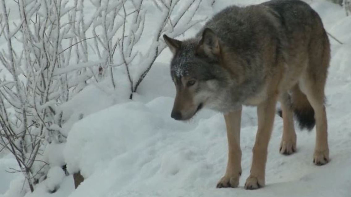 Wolf.JPG