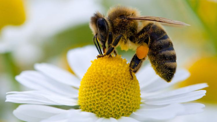 Nicht nur Bienen sind betroffen, auch Motten, Wespen, Käfer, Vögel und Fledermäuse zählen laut IPBES zu den Bestäubern.