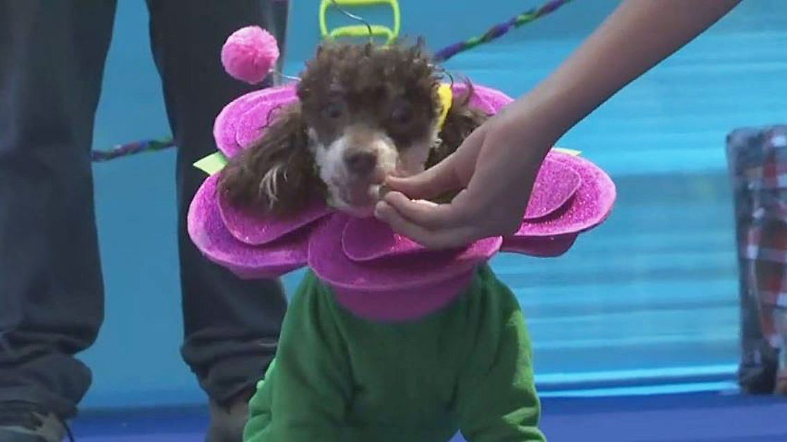 Karneval Hunde.JPG