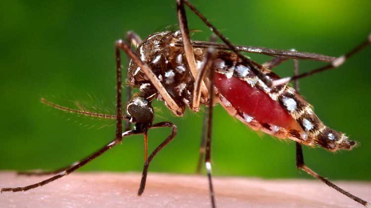 Das Zika-Virus kann durch ein Moskito namens Aedes aegypti übertragen werden.