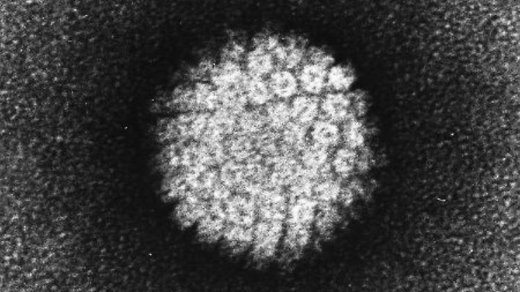 Das Humane Papillomvirus (HPV) sind auch an der Entstehung von Genitalwarzen und Gebärmutterkrebs beteiligt.