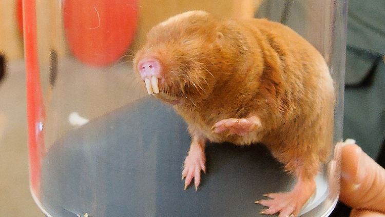 Bloß nicht anfassen: Die Zähne der knuffigen Tiere sind messerscharf und könnten einen Finger leicht durchbeißen. 