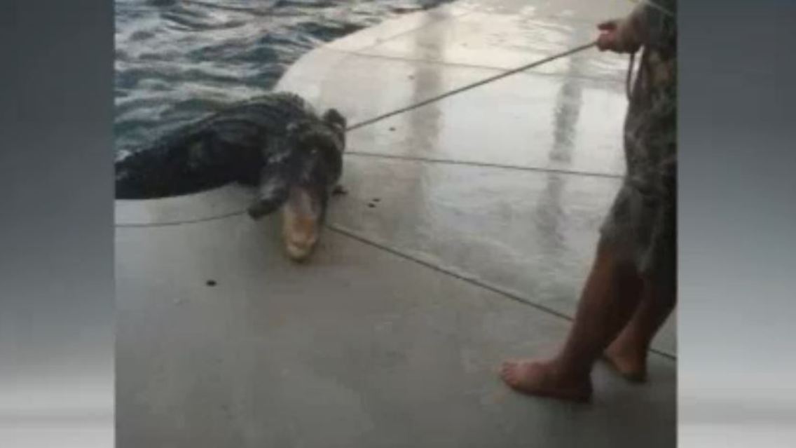 alligator.JPG