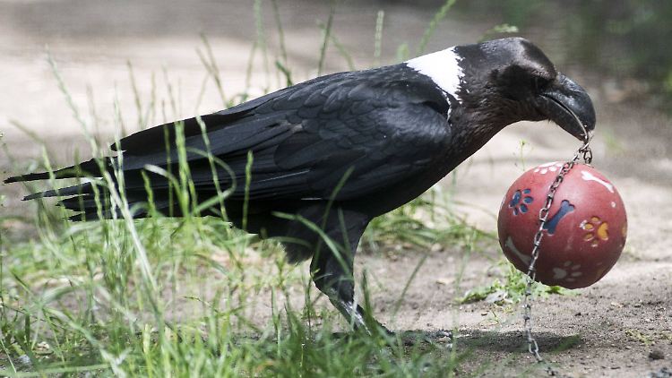 Dass Rabenvögel beim Lösen von Aufgaben clever sind, weiß man schon länger.
