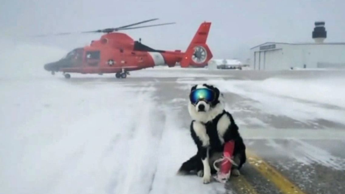 Piper_Hund_Flughafen.jpg