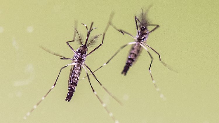 Der Zika-Virus grassiert vor allem in Südamerika. Besonders Brasilien ist stark betroffen: Dort wird die Zahl der Infektionen auf 1,5 Millionen geschätzt.