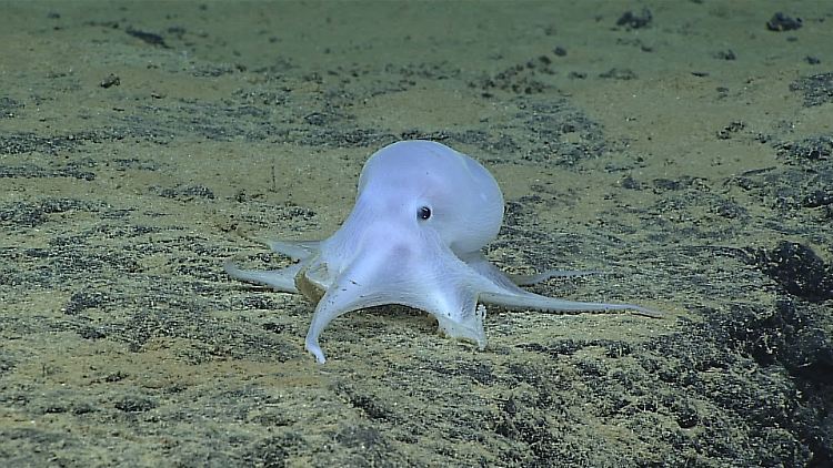 Farblos und mit großen schwarzen Augen erinnert das Tier an einen Geist.