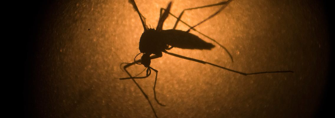 Unter anderem überträgt die ägyptische Tigermücke das Virus.