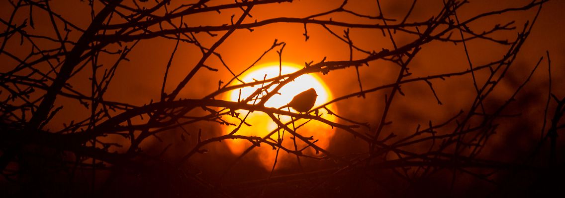 Eine Meise im Abendrot.