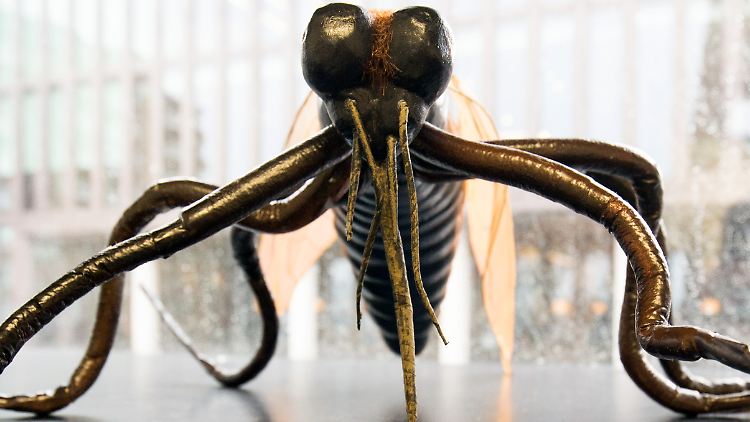 Der Übeltäter im Modell: Es sind vor allem Stechmücken, die das Zika-Virus übertragen.