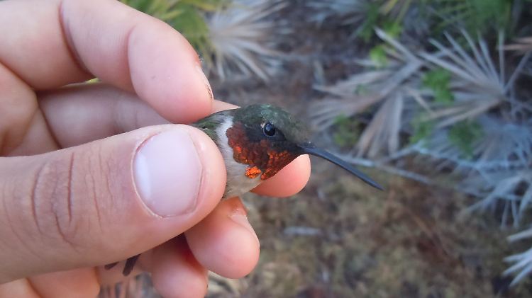 Langstreckenflieger: die winzigen Rubinkehlkolibris.