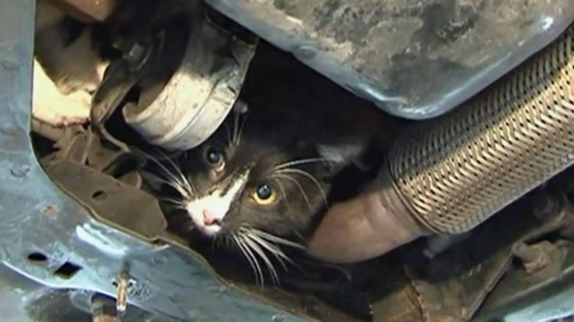 Katze_Auto_Motorraum.jpg