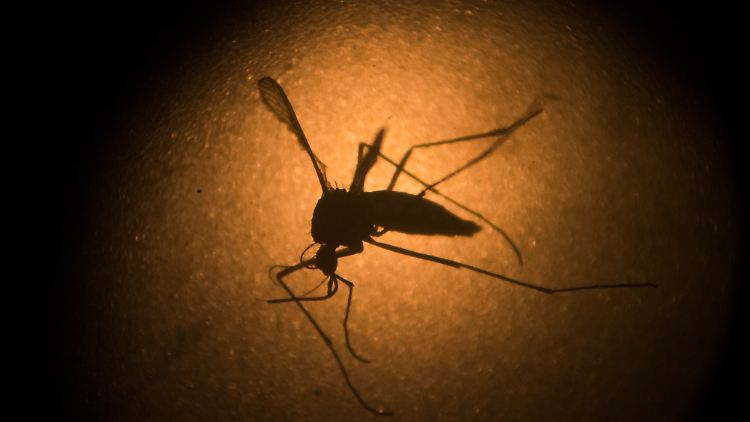 In Deutschland sind bislang 37 registrierte Zika-Infektionen bekannt. Darunter sind keine Schwangeren.  