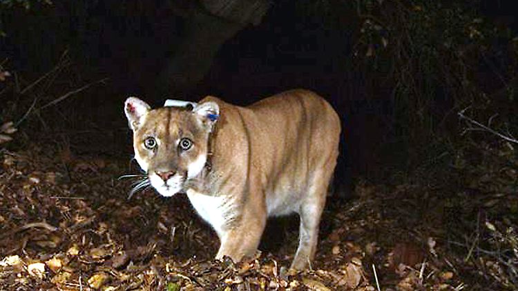 Puma P-22 ist so etwas wie das inoffizielle Maskottchen von Los Angeles und lebt im Griffith Park, nahe Hollywood.