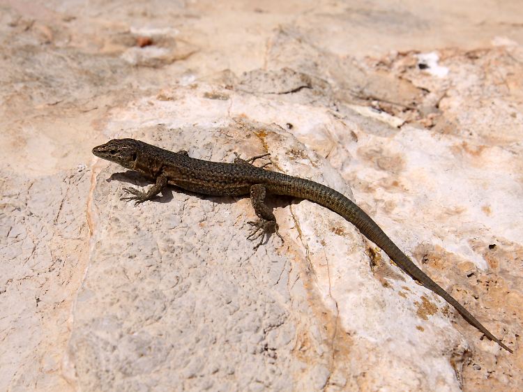 Wenig furchteinflößend: die Eidechse, die der Insel Dragonera ihren Namen gab.