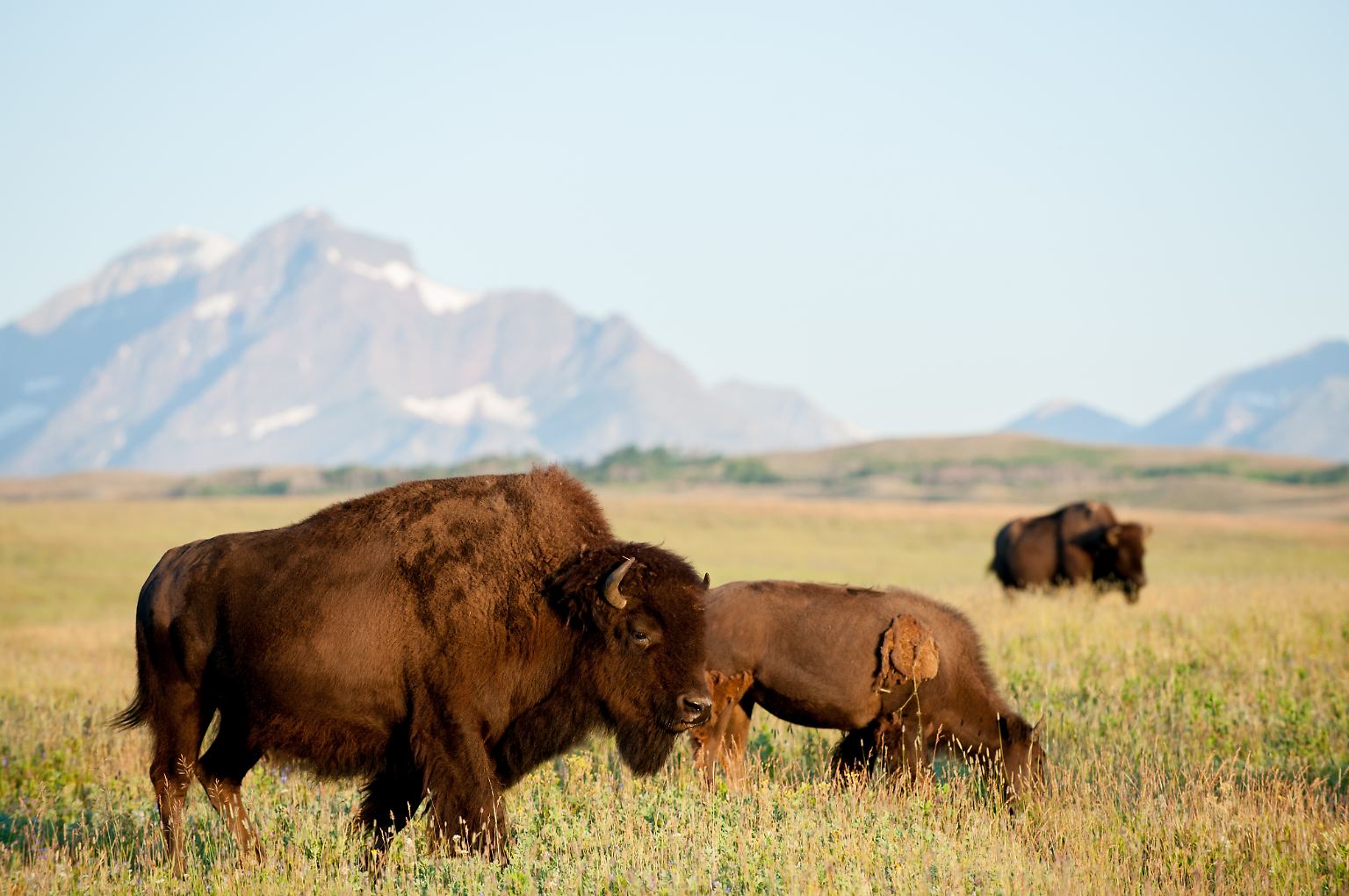 In den US-amerikanischen Nationalparks zeigt sich das Leben von seiner wilden, ungezähmten Seite. Sie ermöglichen das Eintauchen in eine grandiose Natur, wie hier in den Great Plains im Glacier-Nationalpark: Die großen Prärien östlich der Rocky Mountains reichen auch heute noch dicht an die Gebirgszüge heran.
