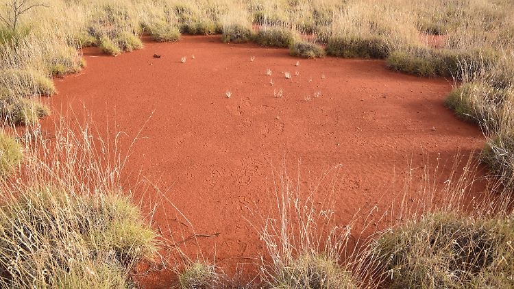 Ein großer Feenkreis mit einer harten Bodenschicht, die das Pflanzenwachstum verhindert. Australische Feenkreise haben im Schnitt Durchmesser von 4 Metern, einige können auch größer als 7 Meter sein.
