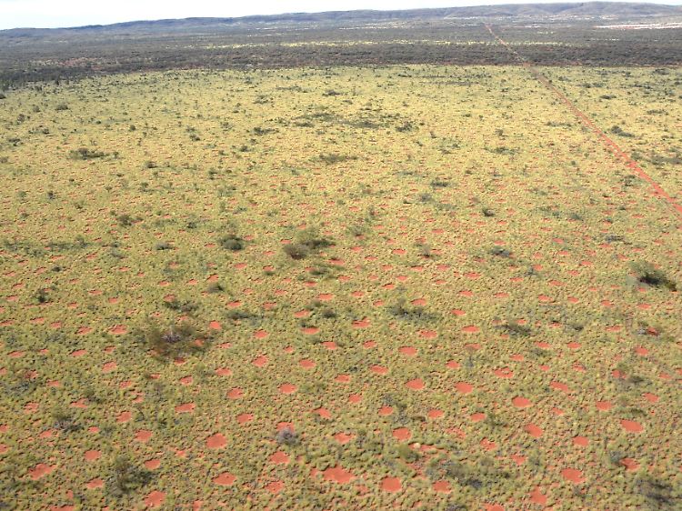 Aus der Vogelperspektive wird ersichtlich, dass sich die Feenkreise homogen über die Landschaft verteilen.