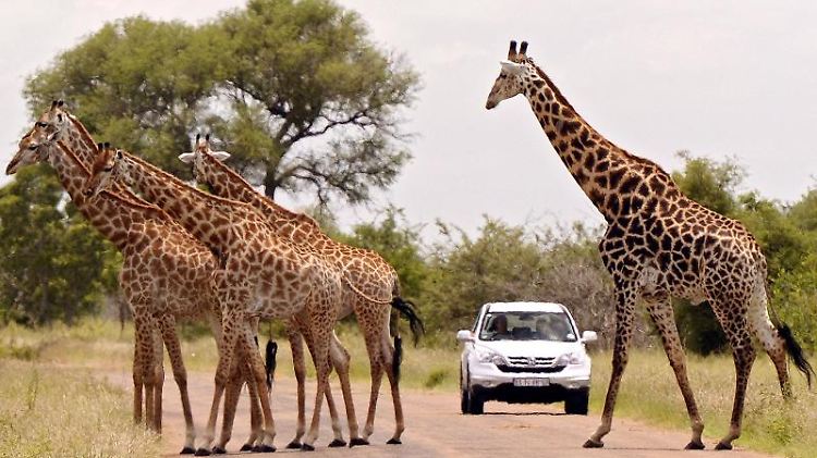 Achtung, große Tiere: Giraffen im Krüger-Nationalpark in Südafrika.