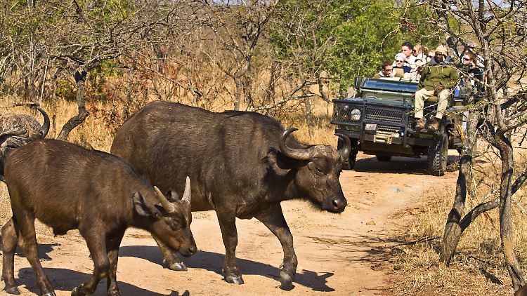 Mit dem Auto kommt man ganz nah an die wilden Tiere heran, aber die Menschen müssen immer vorsichtig sein.