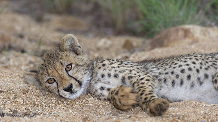Die Tiere werden im Krüger-Nationalpark geschützt. Die Touristen strömen nach Südafrika, um sie zu sehen.
