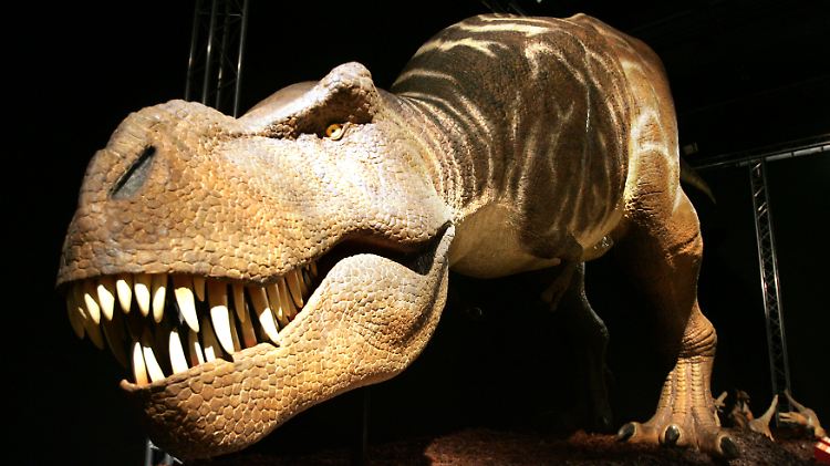 So gefährlich sah der Tyrannosaurus Rex nicht immer aus.