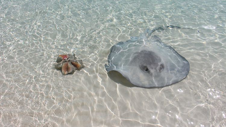 Ein zahmer Stachelrochen und ein Bündel Conch-Muscheln. Für die Rochen eine echte Leibspeise.