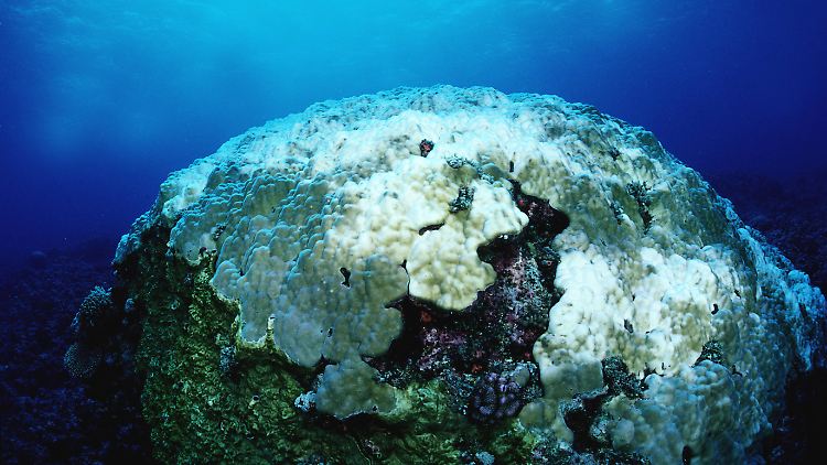 Am Great Barrier Reef gibt es immer mehr dieser weißen Korallen. Sie sind das Endergebnis der Korallenbleiche.