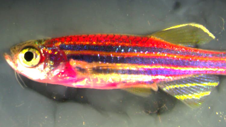 In Dutzenden Farben leuchtet der Regenbogen-Zebrafisch.