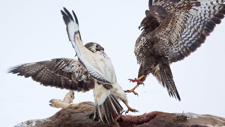 Greifvögel im Zweikampf: Wer solche Bilder aufnehmen will, muss vorbereitet sein. 