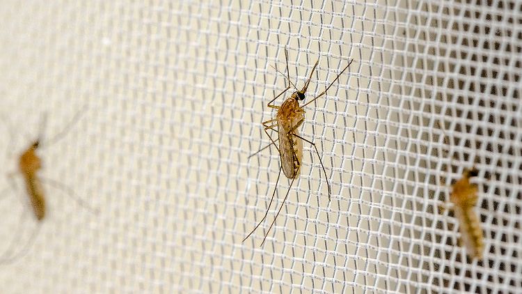 Auch die Südliche Hausmücke (Culex quinquefasciatus) ist auf Borrelien untersucht worden.