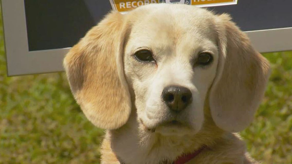 Beagle Purin.JPG