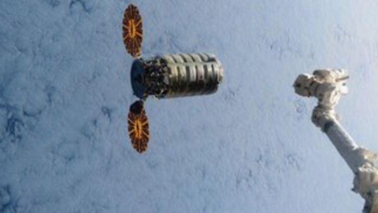 Der Greifarm der ISS ist ausgefahren und bereit: "Cygnus" auf den letzten Metern seiner Reise zur Internationalen Raumstation.