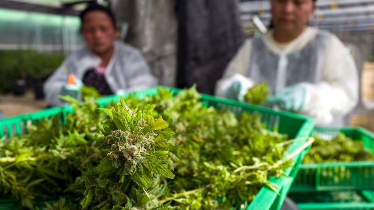 Die Erzeugung von medizinischem Cannabis erfordert eine minutiöse Überwachung des Wirkstoffs Tetrahydrocannabinol (THC): Freizeitkiffer macht er high.