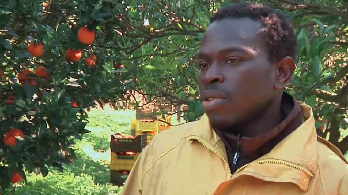 Orangenernte-Italien-Migran.jpg