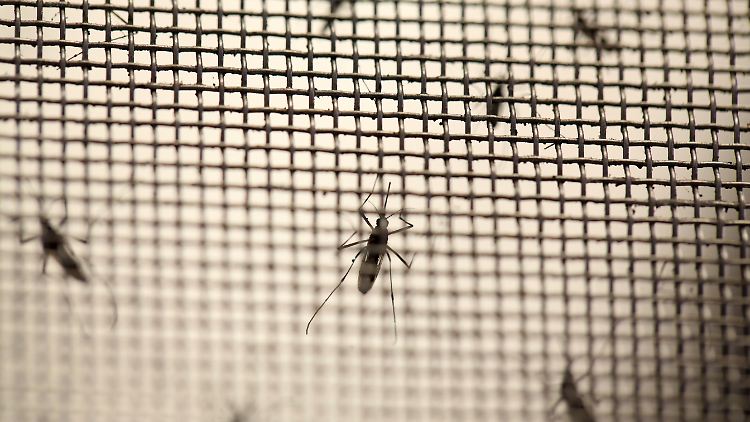 Es scheint dem Zika-Virus zu gelingen, den Mutterkuchen zu durchbrechen, auch wenn noch nicht bekannt sei, wie die Infektion verlaufe, so Forscher aus den USA.