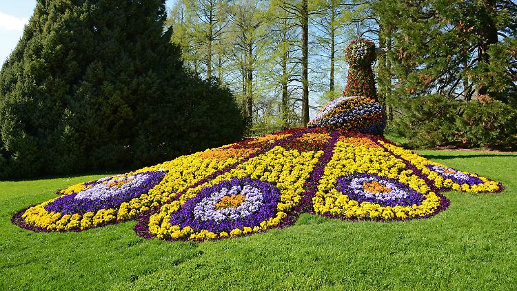 Die Gärtner der Insel Mainau geben sich alle Mühe, den Besuchern die Blumen in ihrer ganzen Pracht zu zeigen.