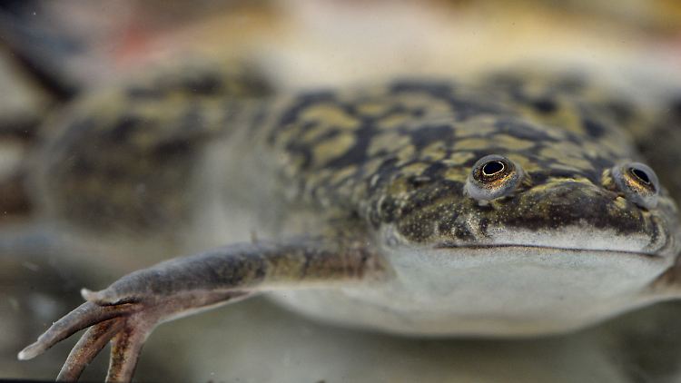 Der Afrikanische Krallenfrosch (Xenopus laevis) als Modellart reagiert empfindlich auf das Pillen-Östrogen EE2 im Gewässer.