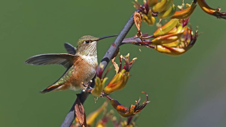"Zimmetvögel" gibt es wirklich: Der Zimtkolibri heißt so wegen seiner Färbung, lebt in Nordamerika und von Blütennektar. Tote Rinder und Zimtstangen kommen da nicht vor.