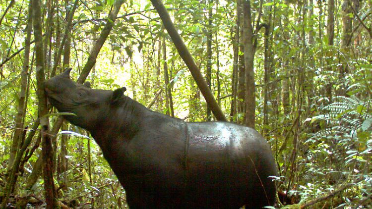 Versteckte Kameras zeichneten bereits 2013 ein Sumatra-Nashorn auf Borneo auf - zu fassen bekamen Tierschützer das Exemplar aber erst vor Kurzem.