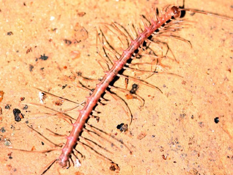Extrem lange Beine geben dem Stabschrecken-Drachentausendfüßer (Desmoxytes phasmoides) ein außergewöhnliches Aussehen, das an Stabheuschrecken erinnert. Diese Art wurde in der Fengliu-Dong-Höhle gefunden.