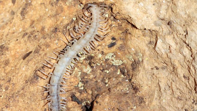 Der durchsichtige "Gespenster-Drachentausendfüßer" (Desmoxytes similis) zeigt Anpassungen, die für Bodentiere in einer Höhle typisch sind: der komplette Verlust der Pigmentierung gibt der Art ein geisterhaftes Aussehen.