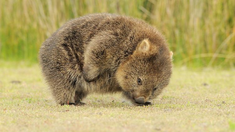 Wombats sind rund, voller Fell und nicht sehr schnell. Am liebsten schlafen und fressen sie den ganzen Tag.