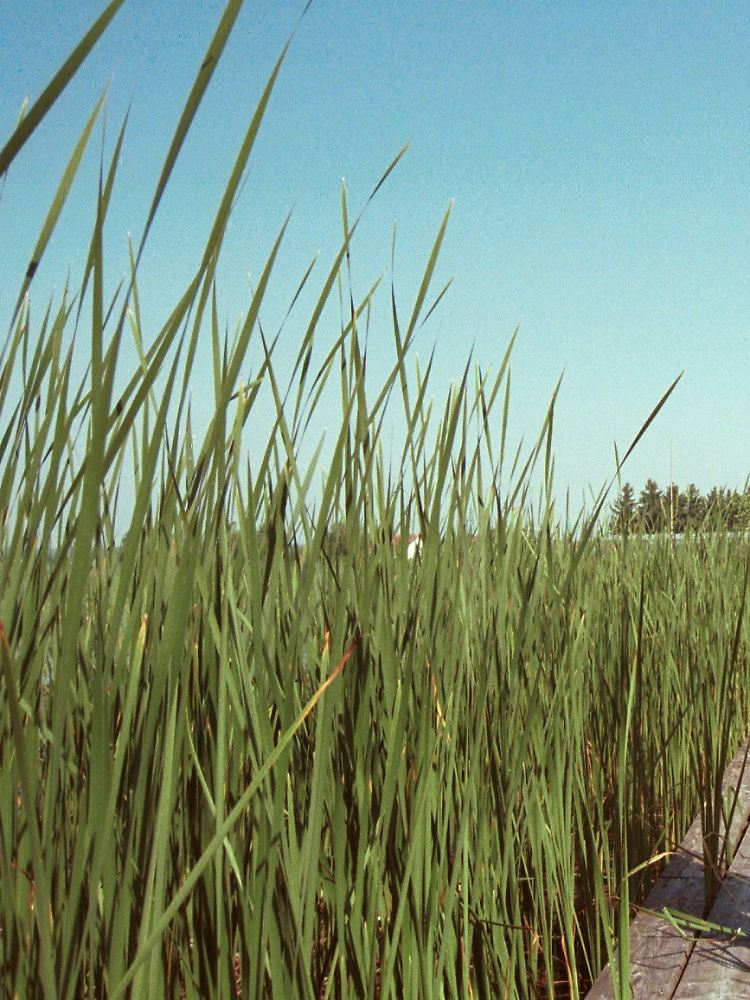Vermutlich wurde zur Mehlproduktion unter anderem die Rohrkolben-Wurzel verwendet.