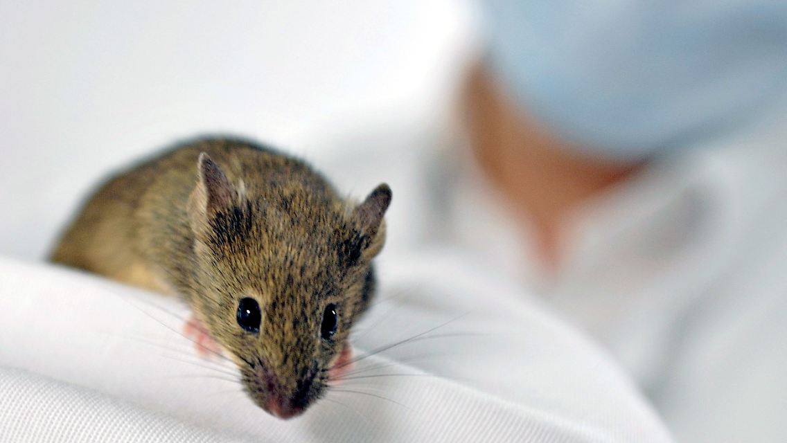 Der Maus hilft es - das heißt aber noch nicht, dass es auch beim Menschen funktioniert.