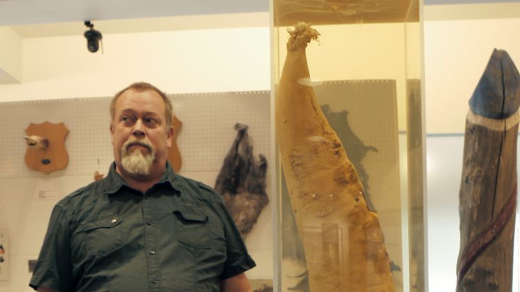 Der Pottwalpenis überragt Museumsbesitzer Gísli Sigurdsson. Der Isländer hat die Penissammlung seines Vaters vererbt bekommen.