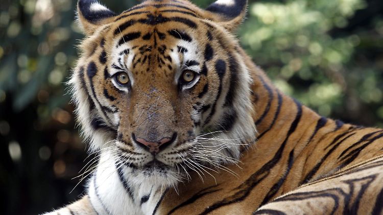 Die Zahl der wild lebenden Tiger geht wieder nach oben und steuert auf die 4000 zu.