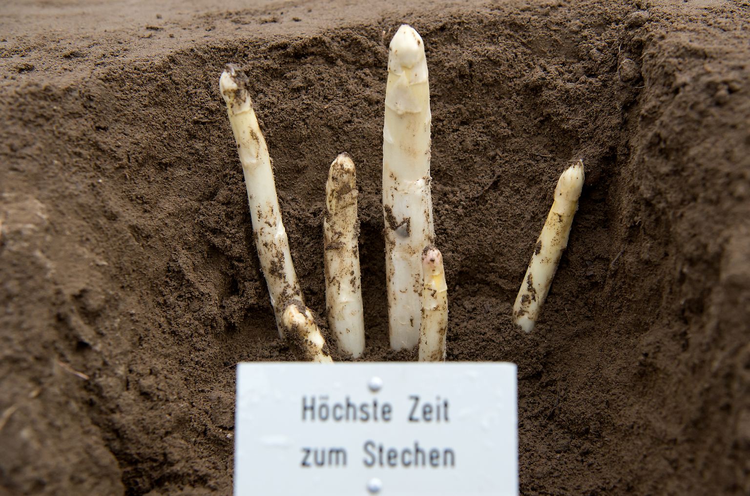 Man mag ihn oder man mag ihn nicht - aber es gibt schon viele, die sich alljährlich auf den Beginn der Spargelsaison freuen.