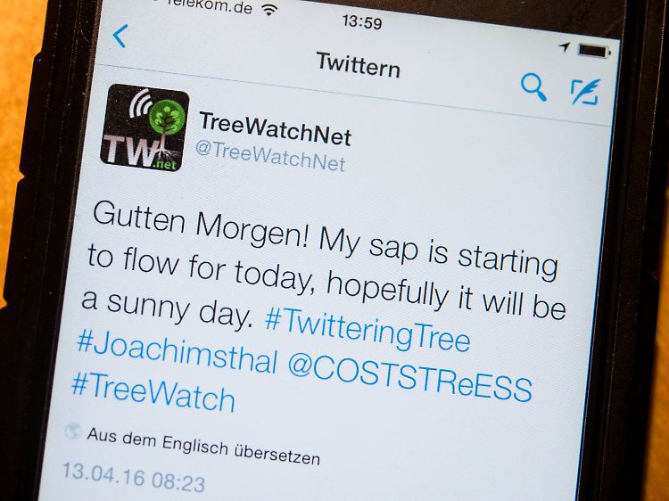 Twitternachricht der Ghent University, die von einem Baum in der Schorfheide gesendet wurde, auf einem Smartphone in Sieversdorf.